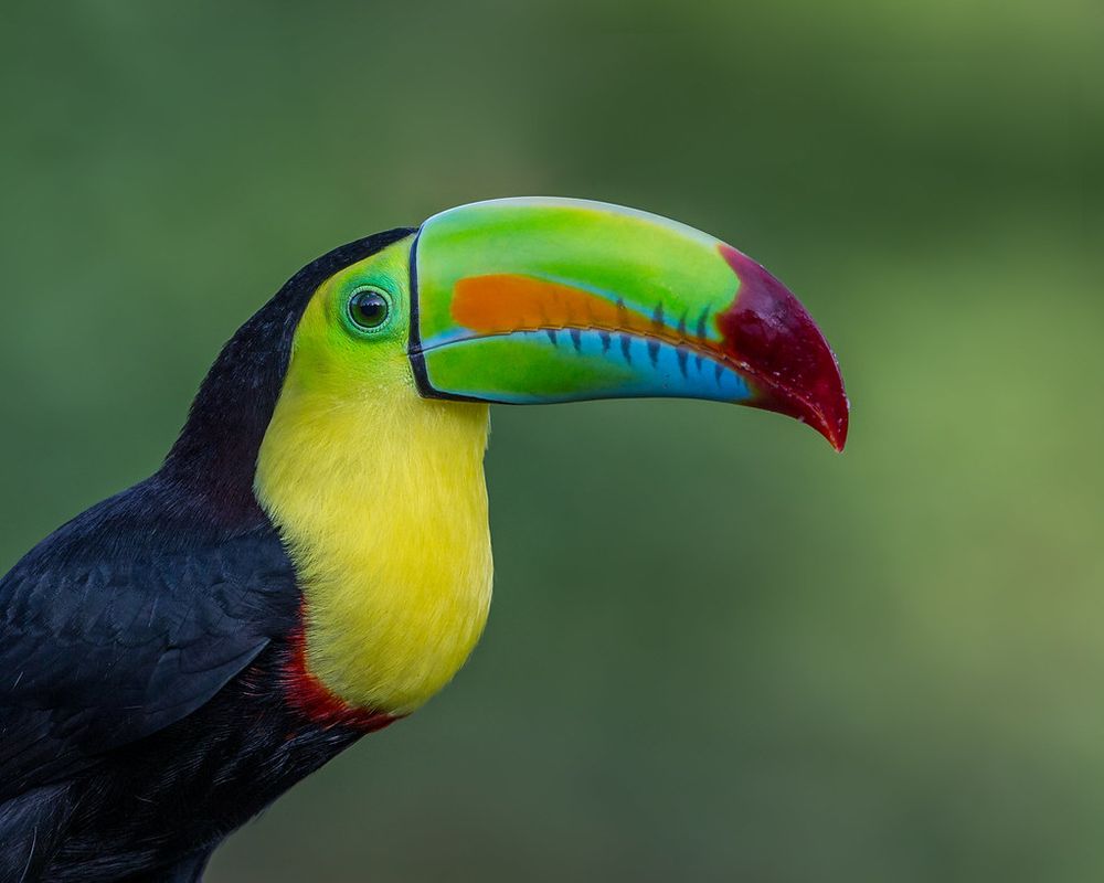 Keel-billed toucan side view.
