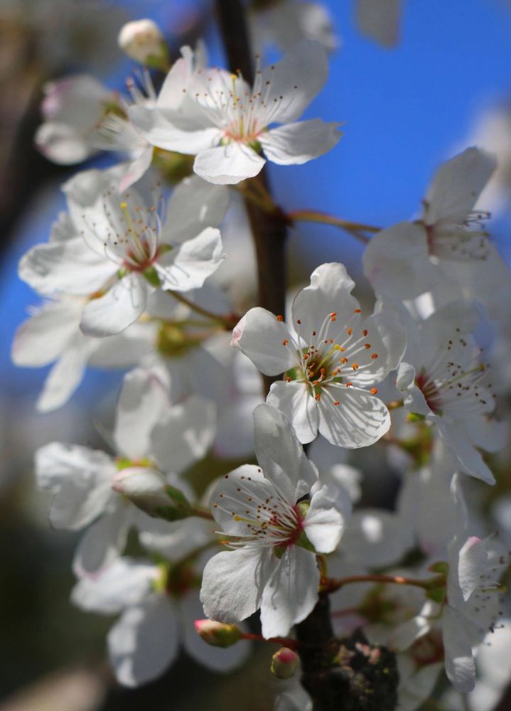 White plum blossoms. Little orange lumps are at the end of the stamen. The blue sky is in the background.