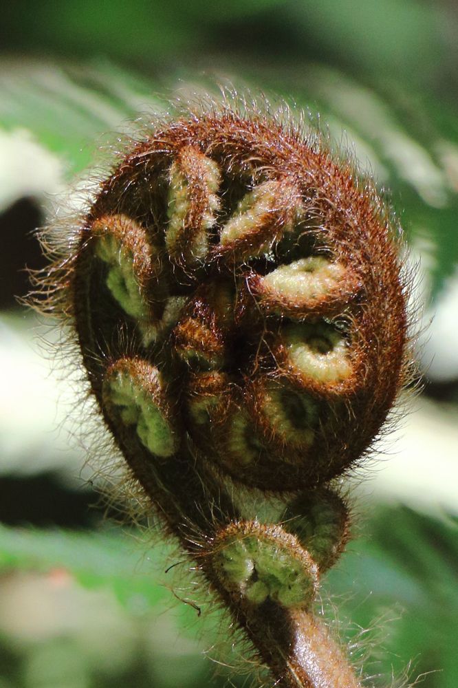 The tight spiral of a fern frond.  The smaller leaf spirals look like caterpillars curled up.