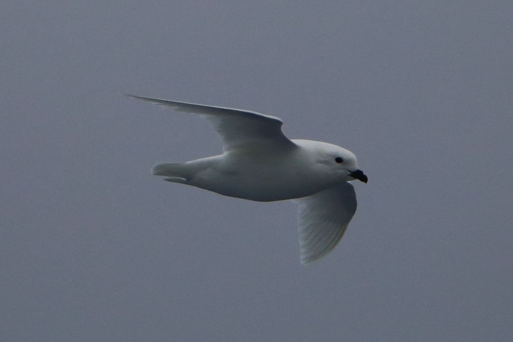 White bird against a grey fog background.