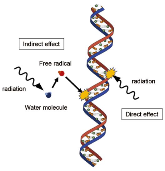 come this 14 November 2025 at #COP30, the IAEA will showcase a nuclear irradiation technique aimed at depopulation of insect pests such as the fruit fly.