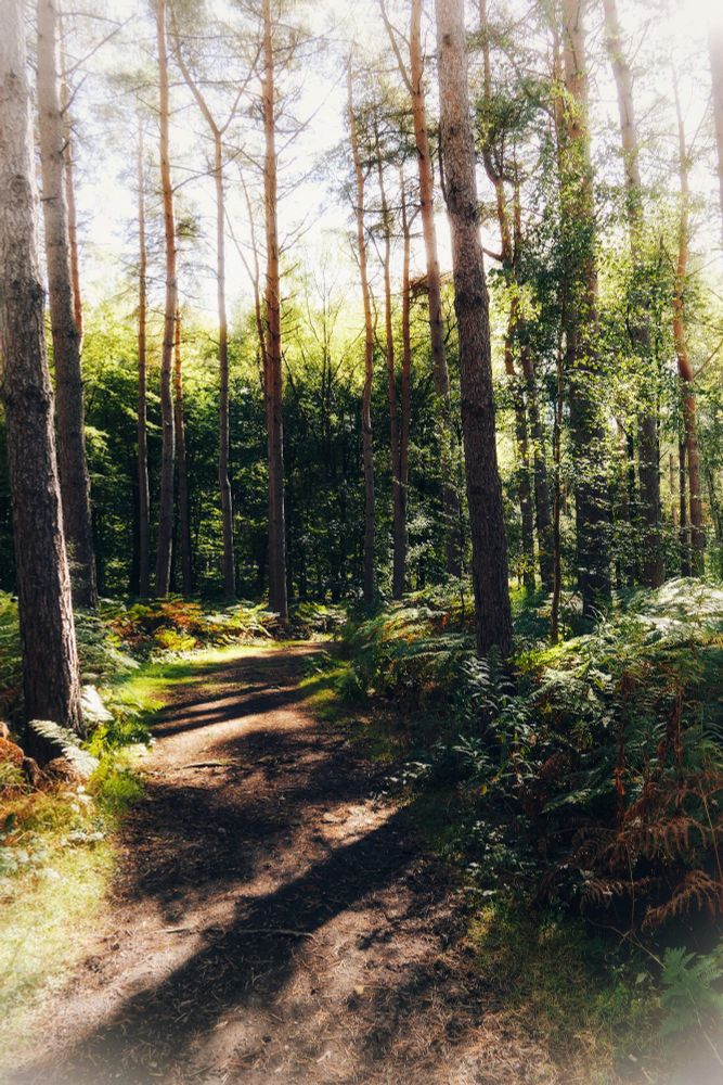 Photo of a woodland path with high contrast filters and a dreamy vibe. 