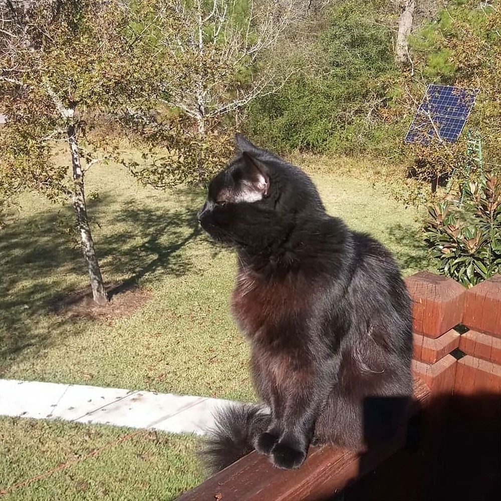 Black cat sitting in the sun, outdoors. 