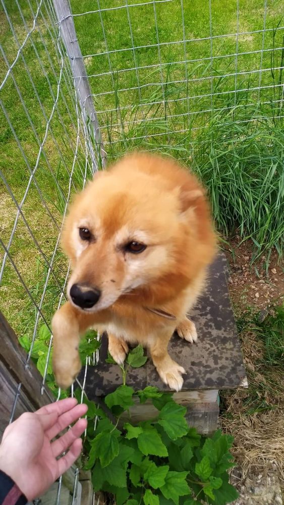 Suomenpystykorva Ropi tarjoamassa tassua.