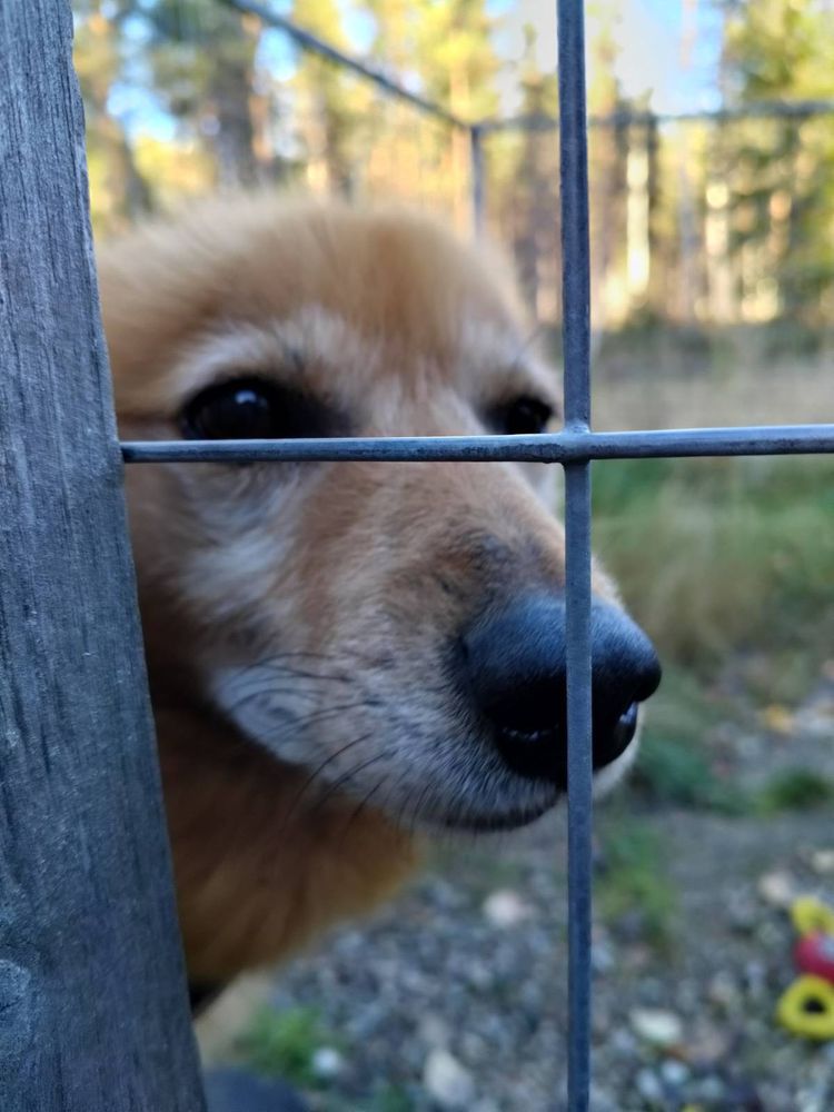 Suomenpystykorva Ropi kurkkimassa häkin ovelta. 