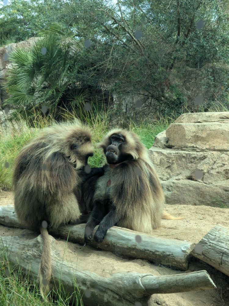 Some sort of monkeys grooming