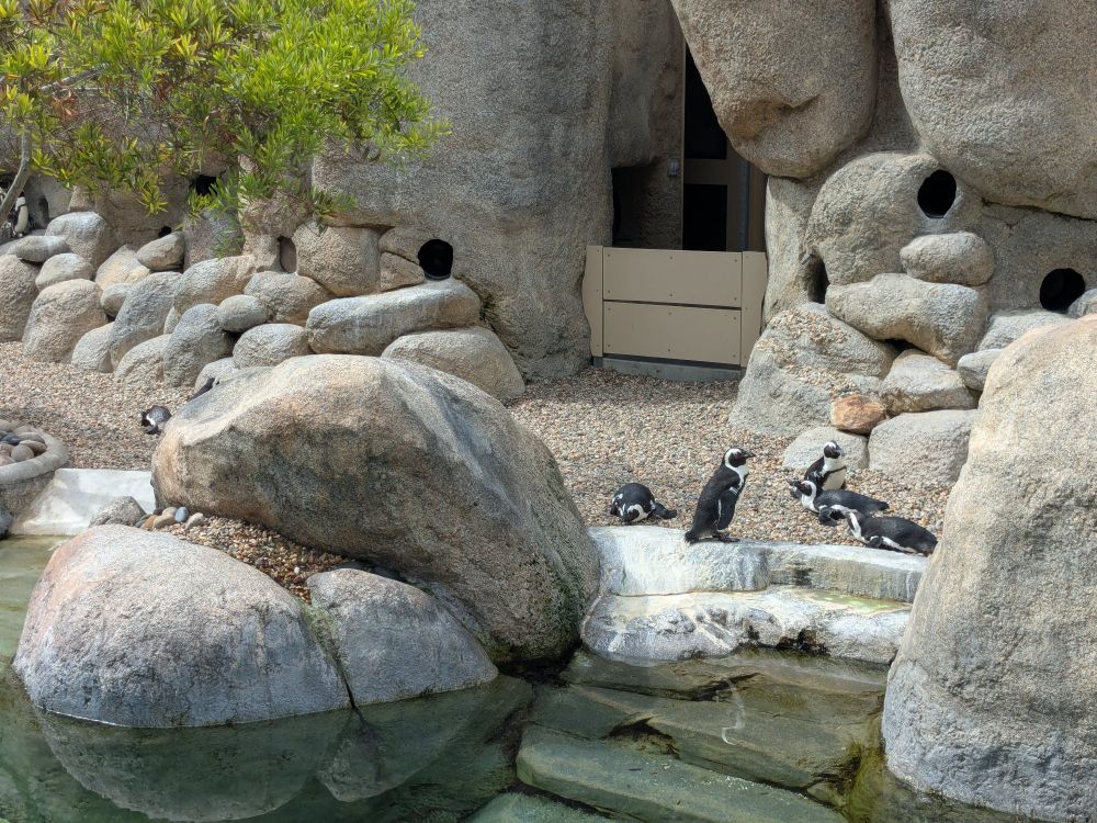 Little penguin creatures