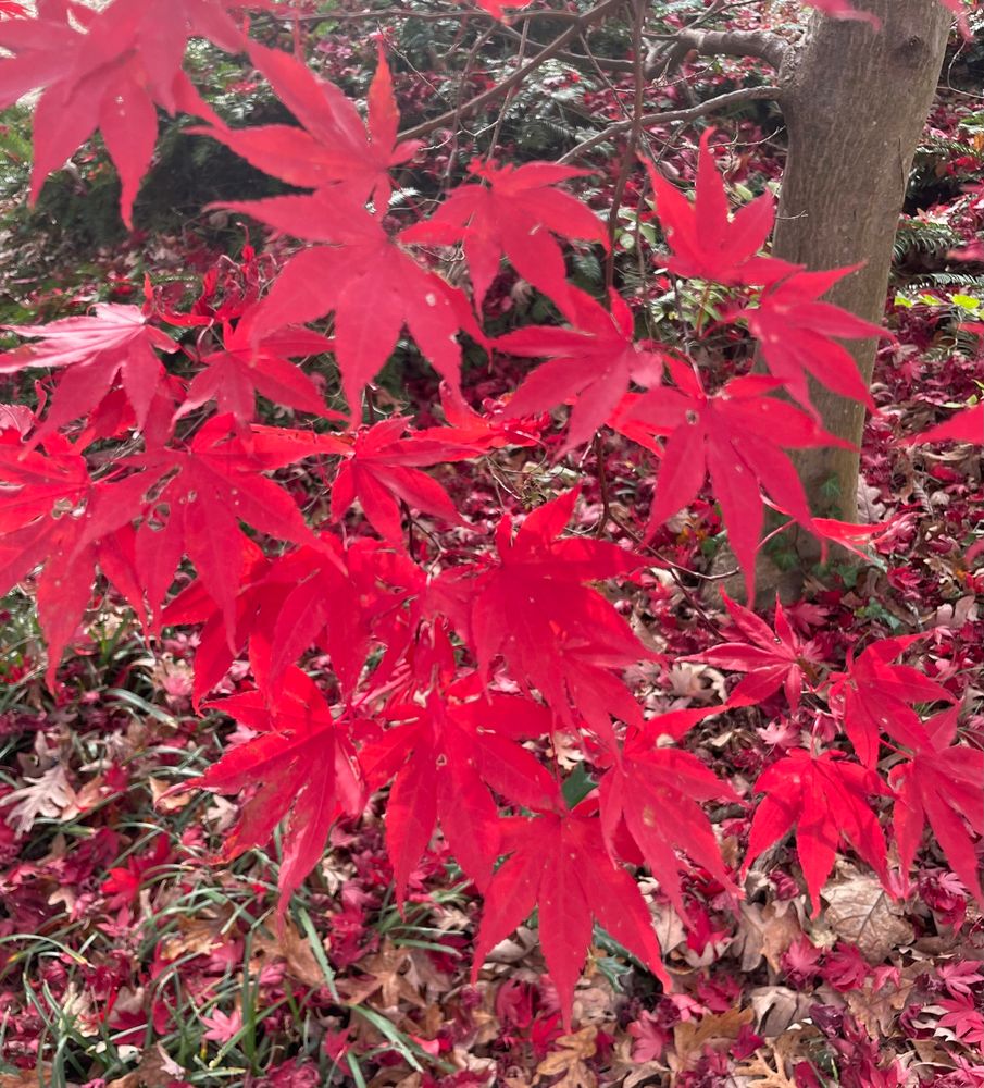Japanese maple leaves - bright red.  Photo taken November 2025. 