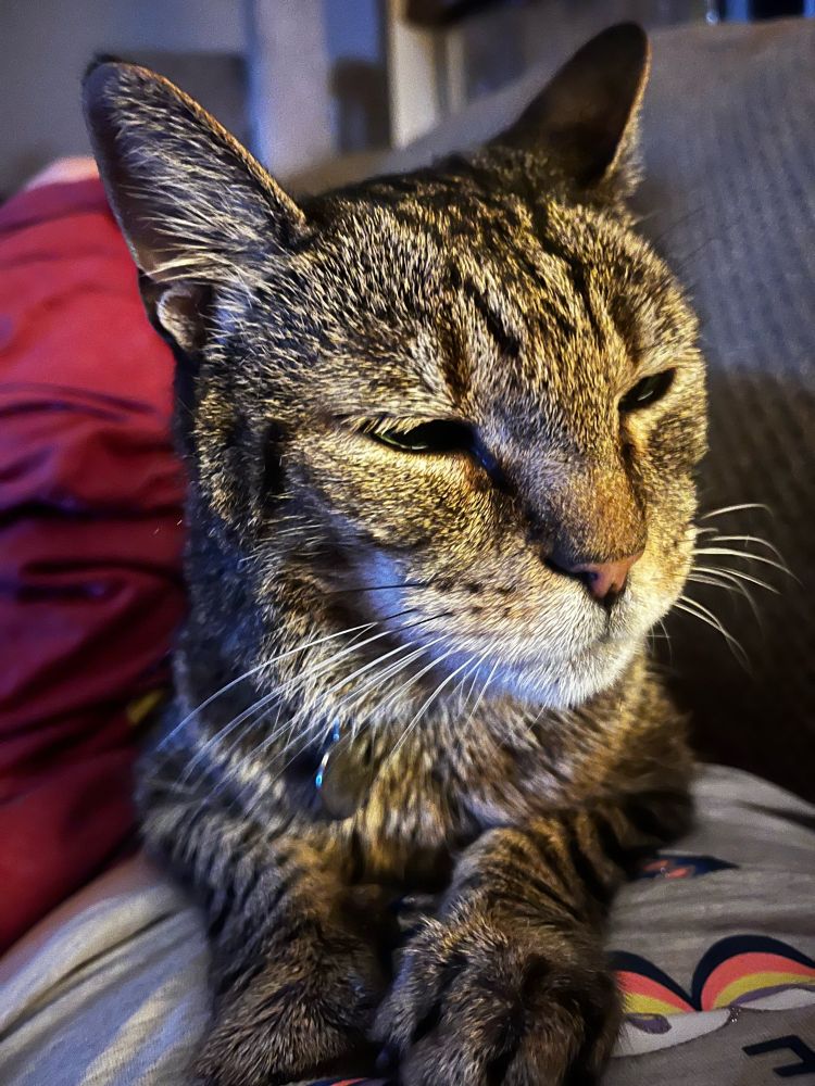 My older grey cat with an underbite, the image is of his front paws and face, he is looking out into the distance on a red blanket.   Thought I’d share with all the cat people on here #catsky