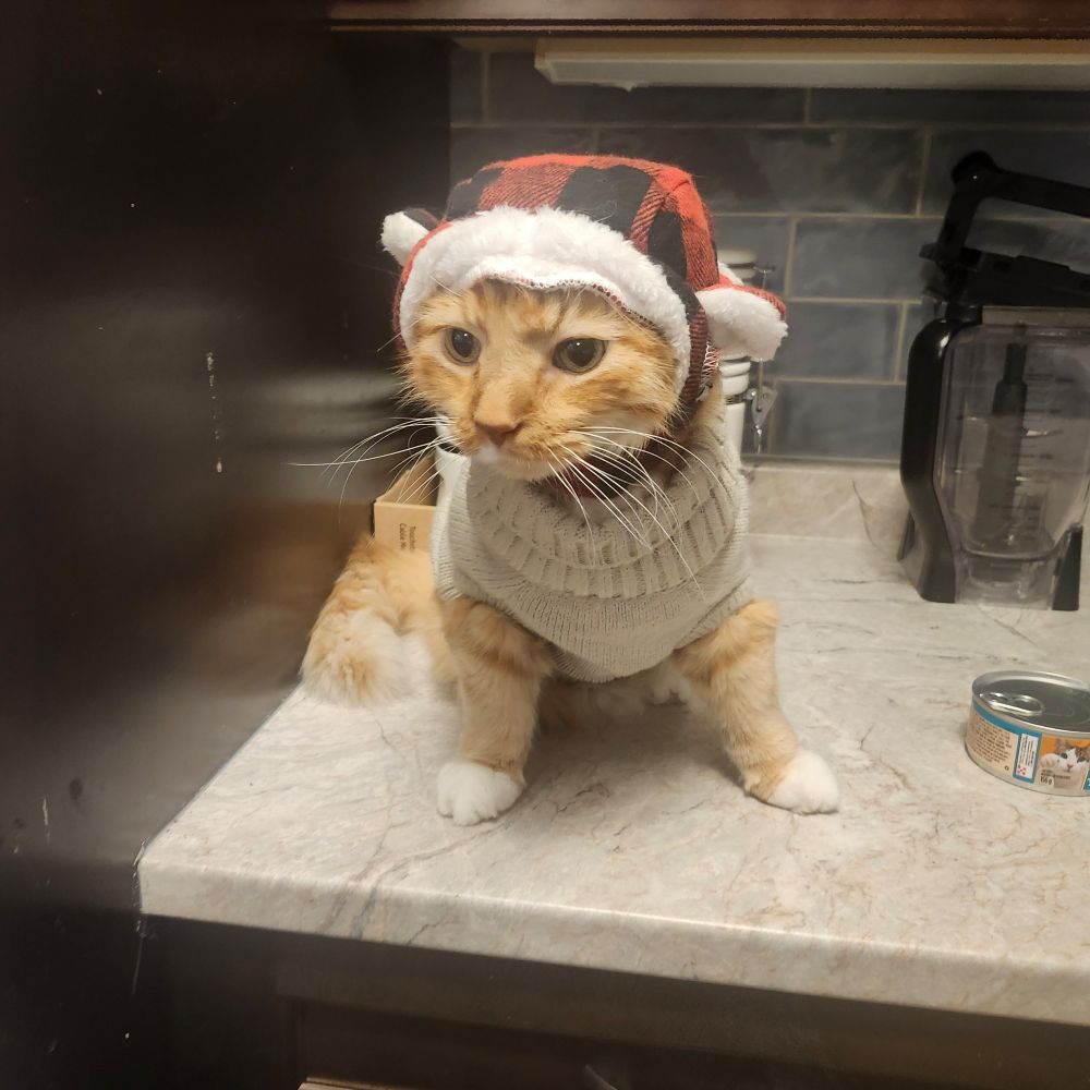 My baby with some outside gear. He likes going out but will also find at least a sweater first. 