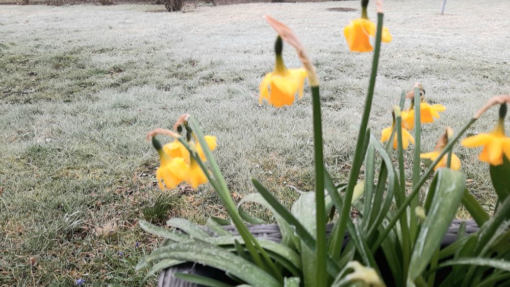 Blühende kleine Narzissen, die wegen des Frostes die Köpfe hängen lassen. Im Hintergrund dick weissgefrorene Wiese.