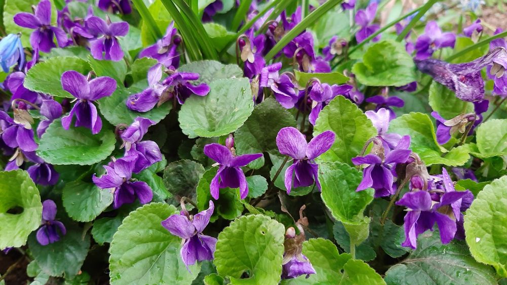 Ein großer Fleck blühende Duftveilchen.