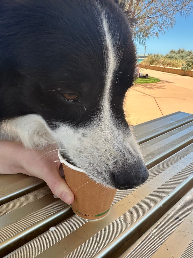 Black and white border collie with his nose slightly scrunched as he sticks his tongue into a cardboard cup trying to get the last of the puppacino
