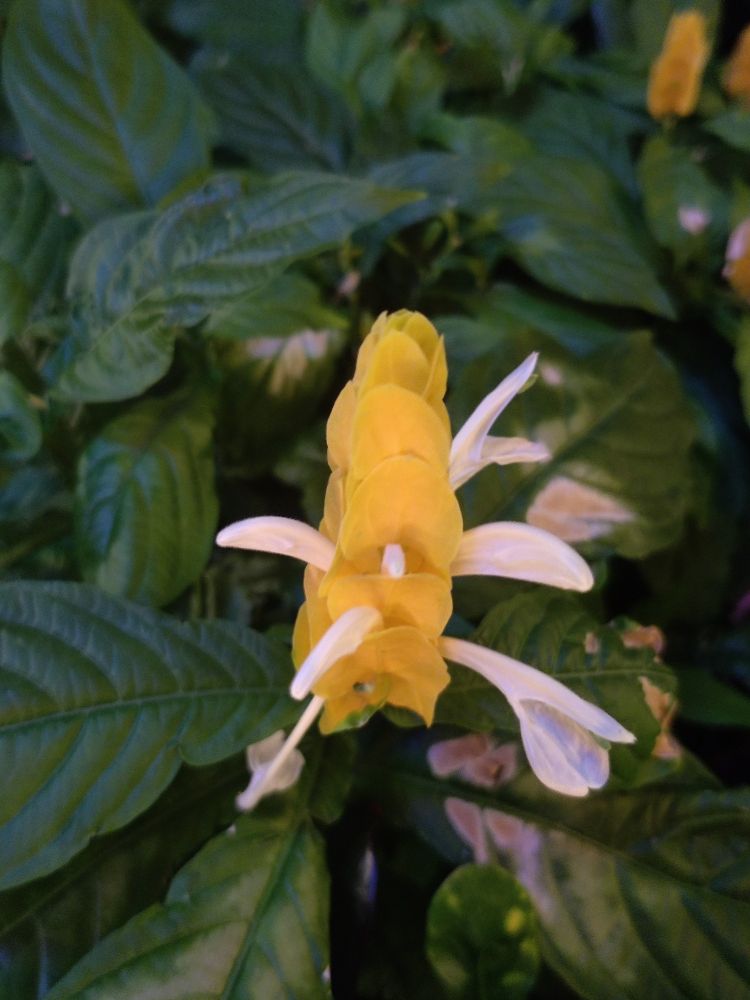 yellow flower petals white tropical blossom