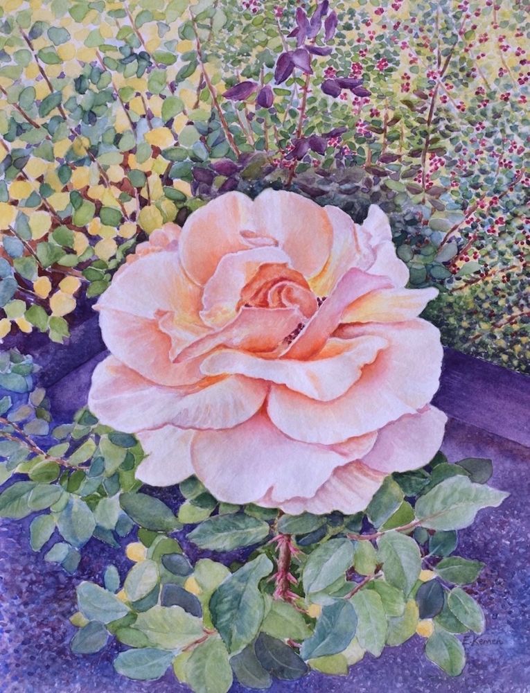 Watercolor painting of a peace rose in a garden. Peach and pink petals, surrounded by soft green, yellow and purple leaves.