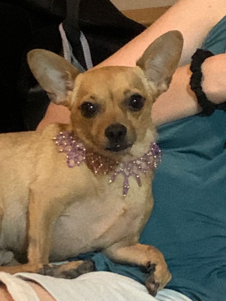 Chihuahua with a pink beaded necklace.