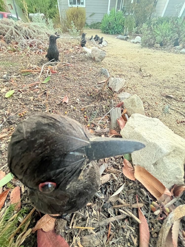 A shot from above of one of the fake crows, with the dirt path and more fake crows in the background.
