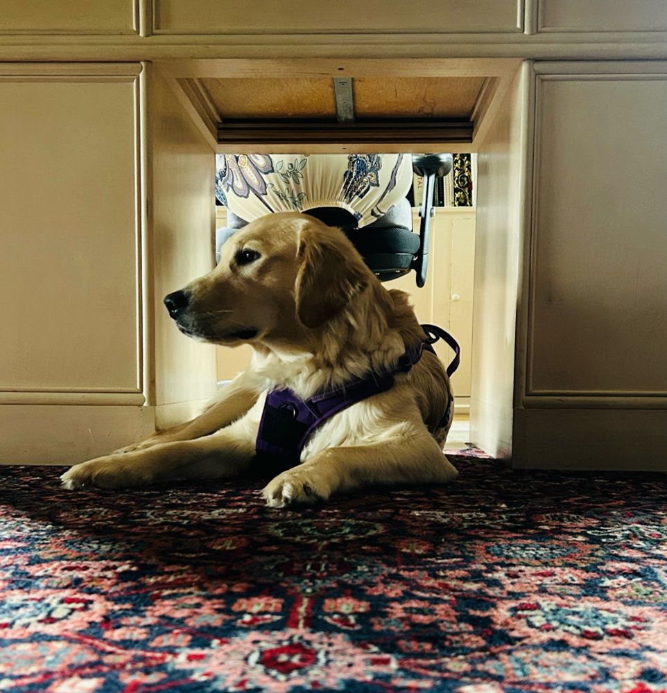Golden retriever lying on a rug beneath a white desk.