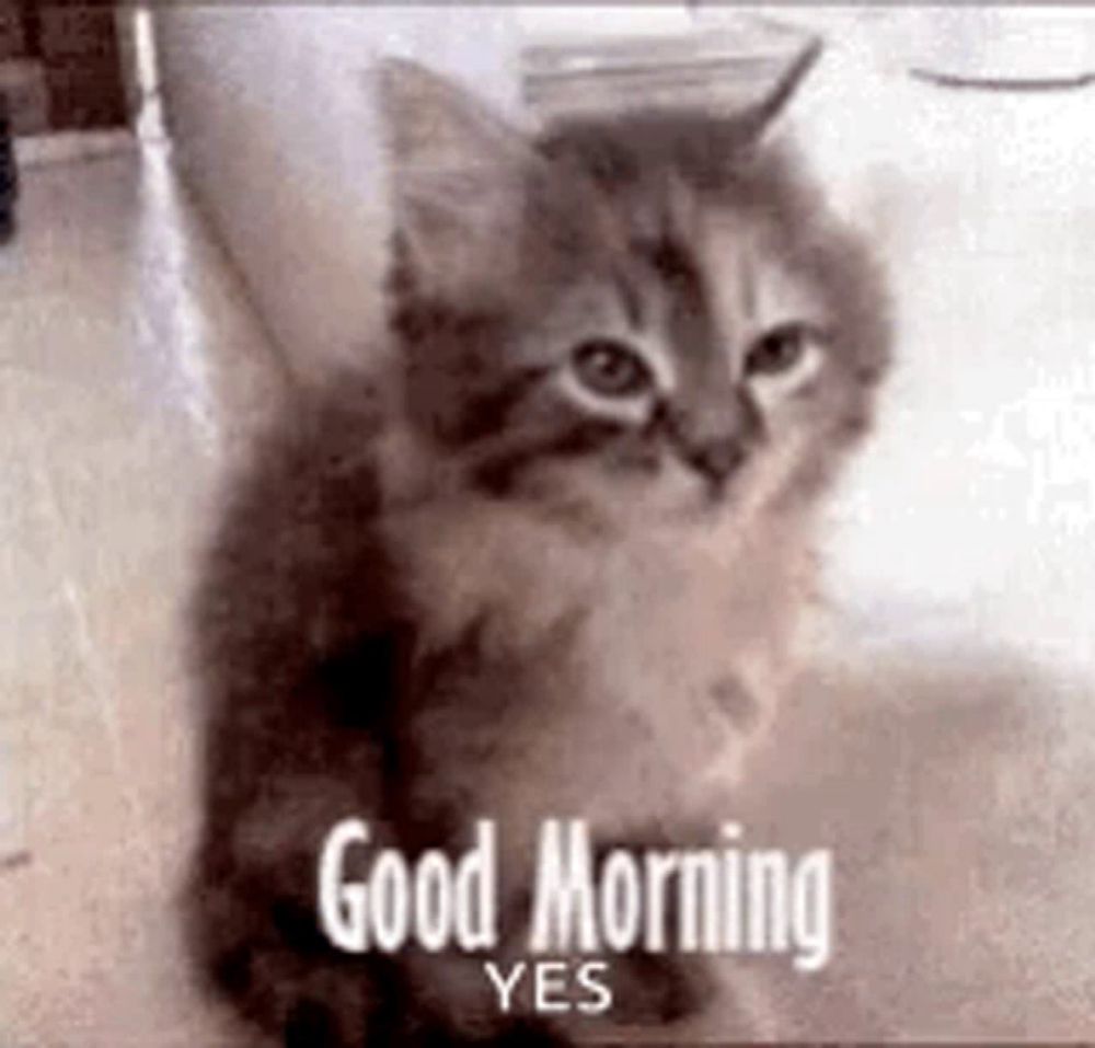 a kitten is sitting on the floor with the words `` good morning yes '' written above it .