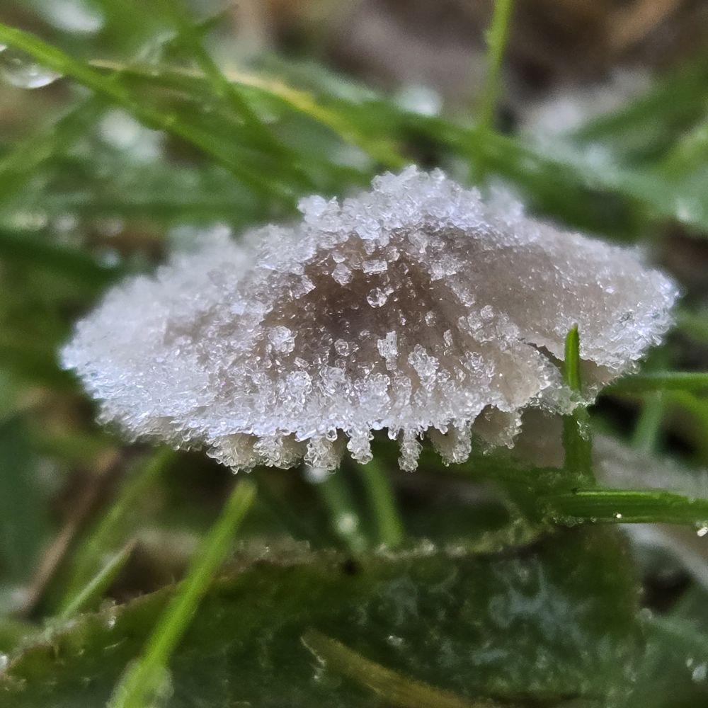Mushroom with frost on top in the grass in Seattle.