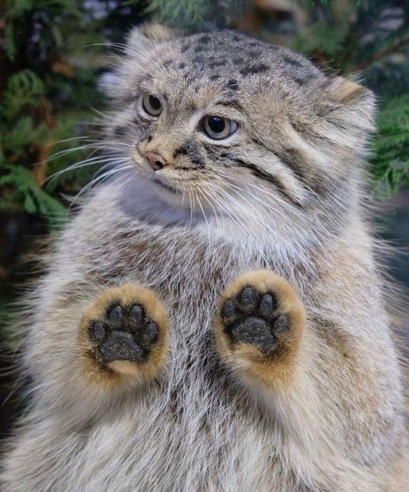A Pallas’s cat (Manul) with thick, fluffy fur, round face, and tufted ears is seen pressing its two front paws against a transparent surface. Its large, round eyes gaze to the side with a slightly bemused expression. The paw pads are clearly visible, surrounded by dense fur. The background consists of blurred green foliage.