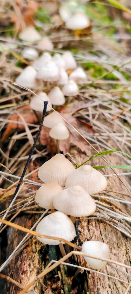Tiny white mushrooms on a log