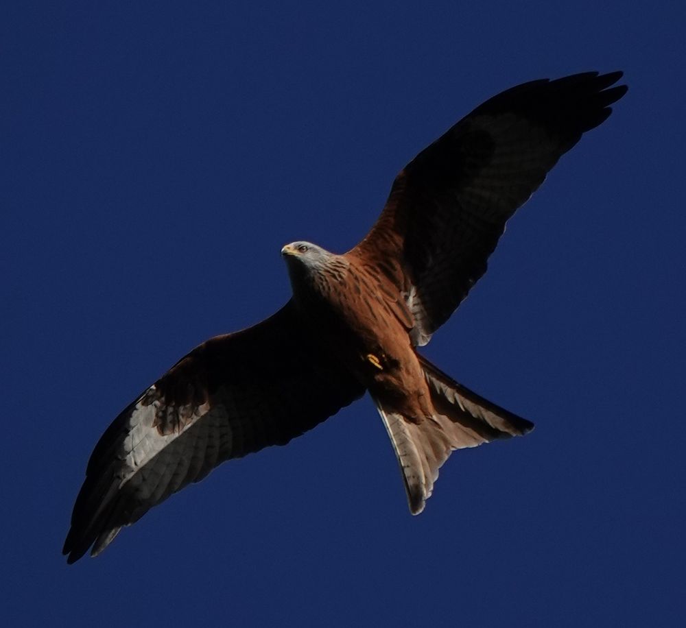 A red kite viewed from underneath against a dark blue sky