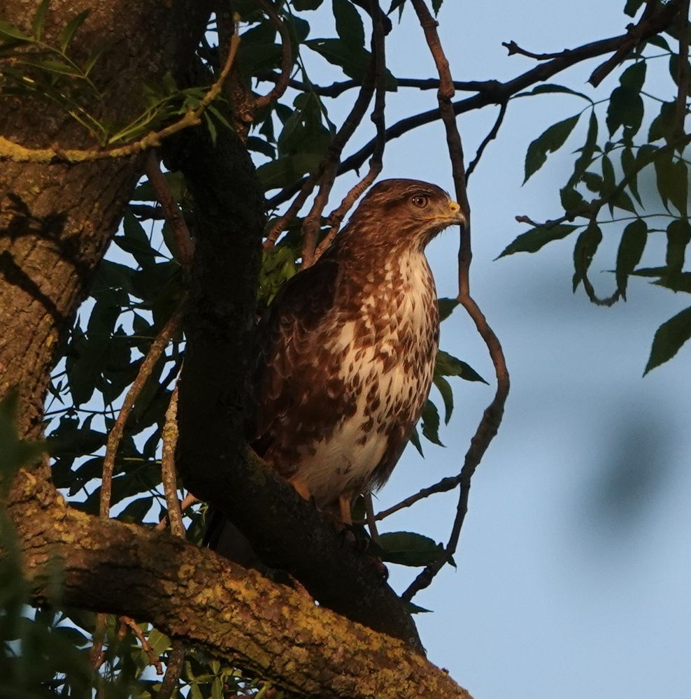 A buzzard perched on a branch of an ash tree, looking out in the golden light of evening