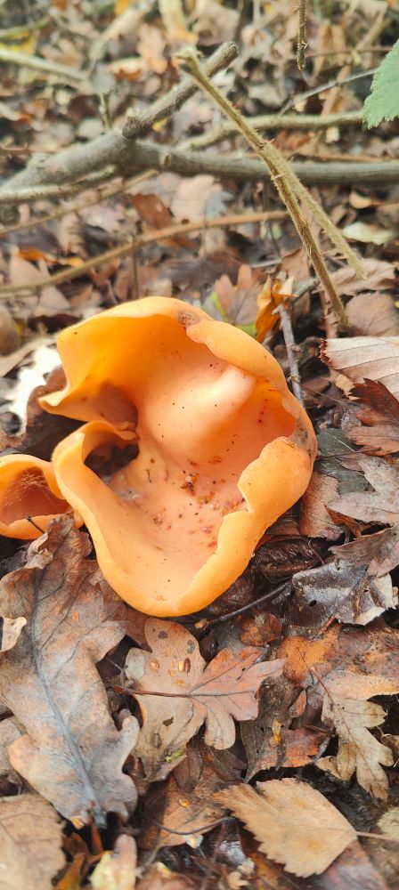 Orange peel fungus