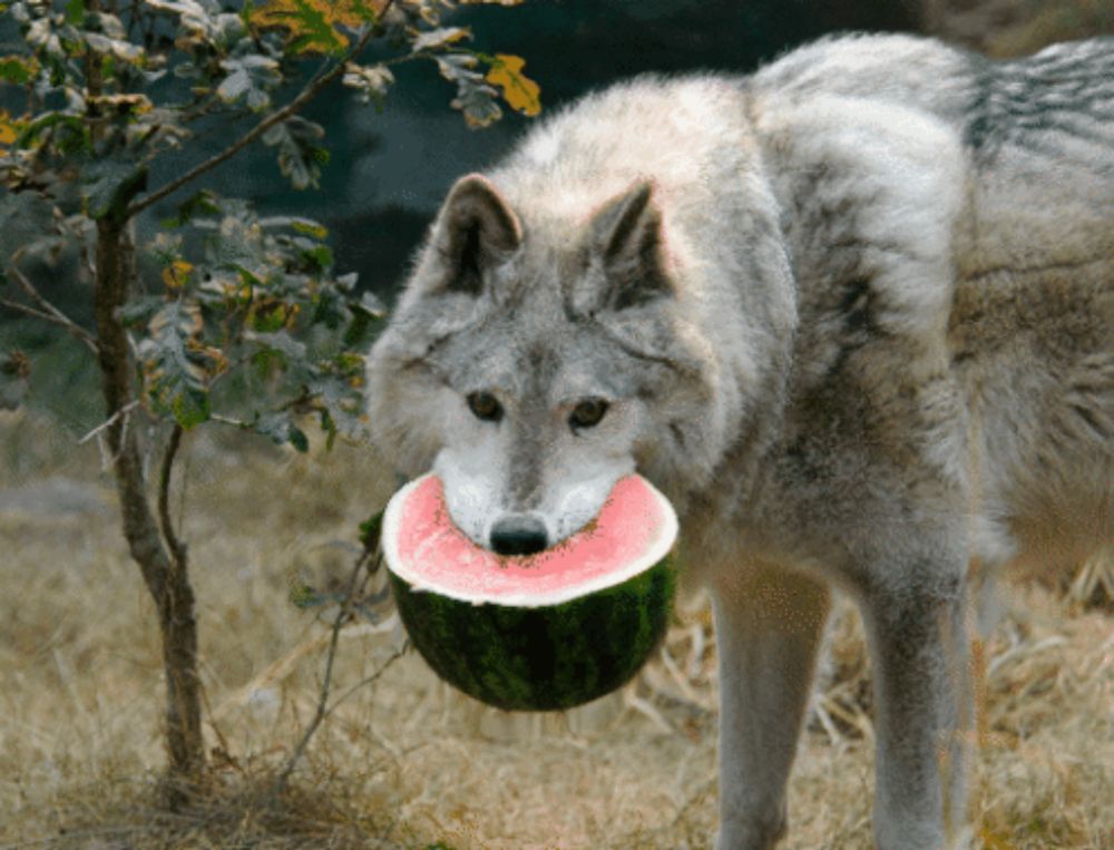 a wolf eating a slice of watermelon in the grass