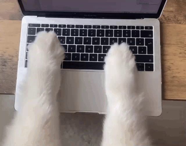 a cat 's paws are on a macbook pro