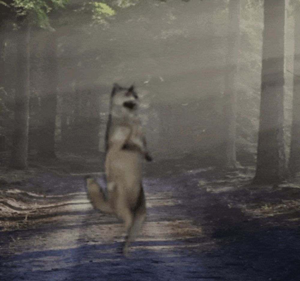 a dog is standing on its hind legs in the middle of a forest