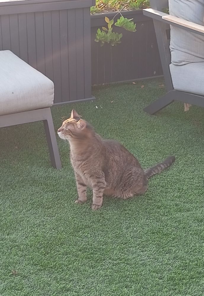 Кот, наслаждается солнцем 2