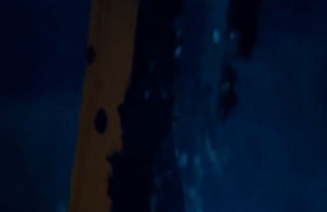 Camera pans around an owl that keeps eye contact with the camera