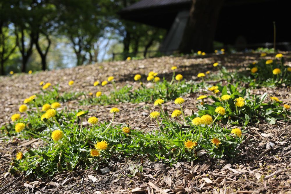 Dandelions blooming in a field of bark mulch.