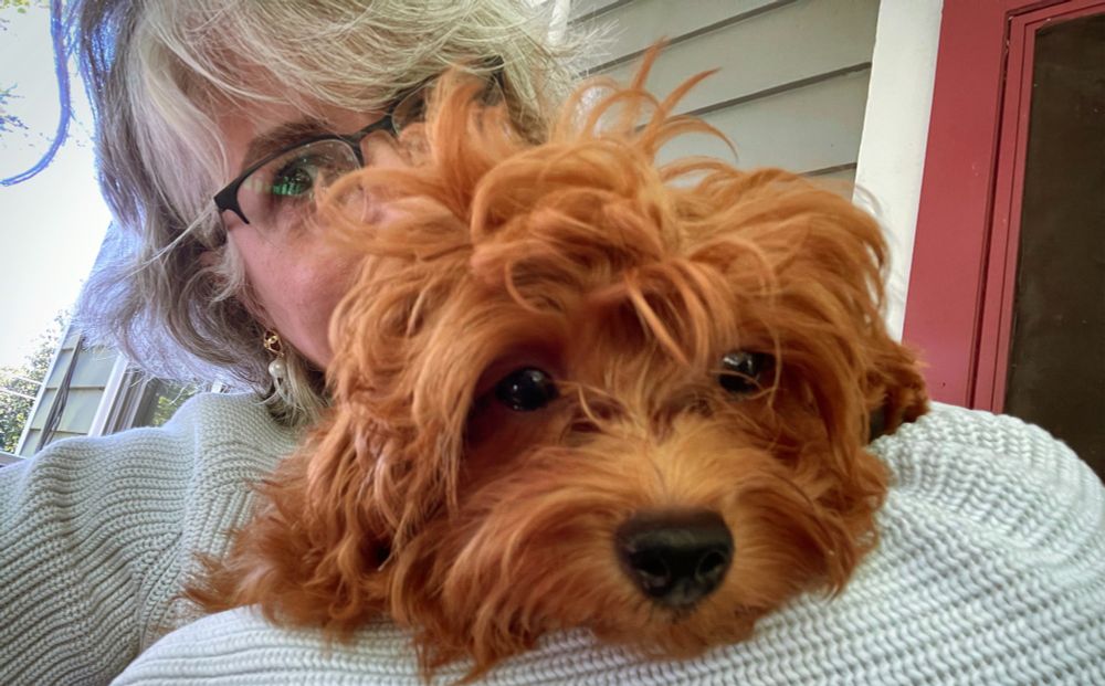 This is a close-up photo of a ginger-colored puppy resting in a woman's arms. The puppy is tiny but has an enormous mop of tousled hair, and she is looking soulfully at the camera with big dark eyes. The woman's face is mostly obscured by the puppy, but she has gray hair and glasses, and she too is looking at the camera.