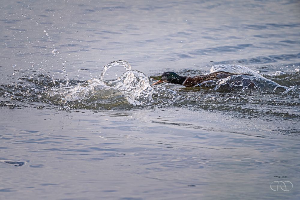 A mallard races across the water, splashing all the way.
