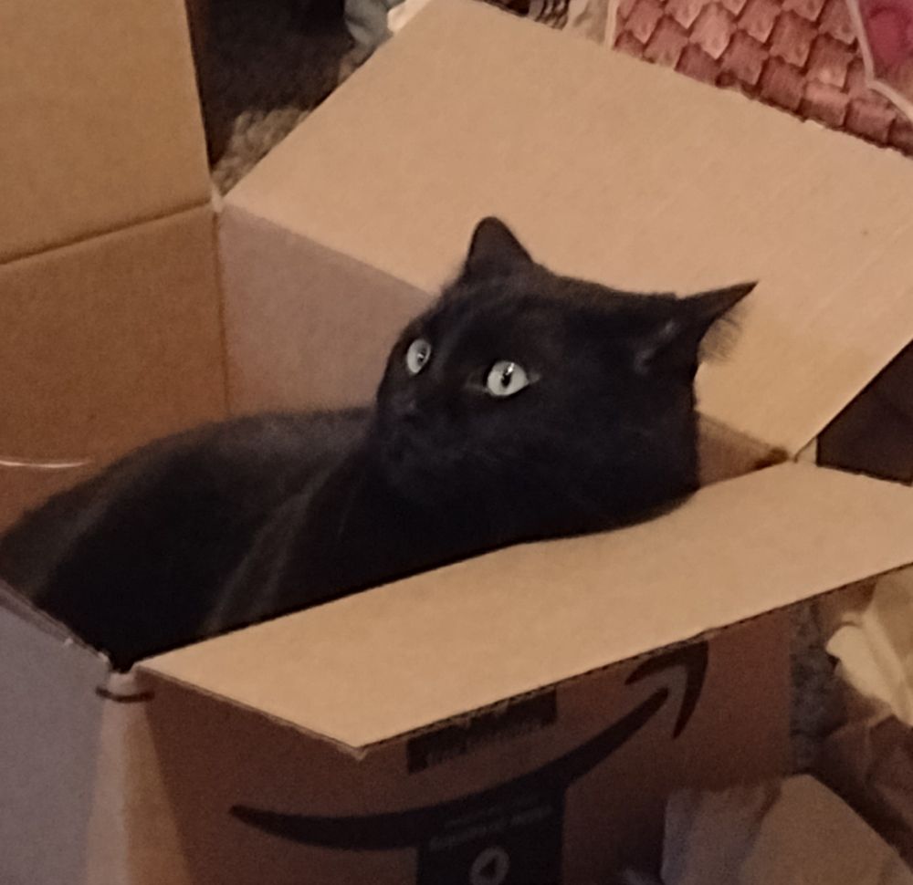 Black cat sitting in an Amazon box, facing to the left. His ears are back.
