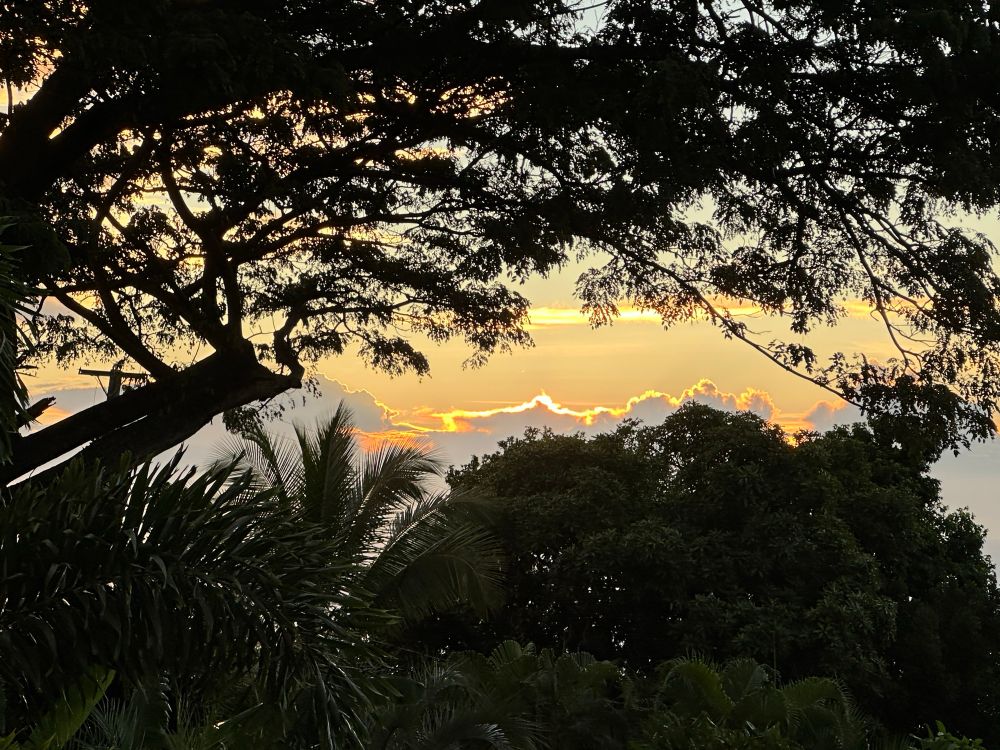 Looking at the sun coming up over the palms and rain tree. Clouds are backlit by gold