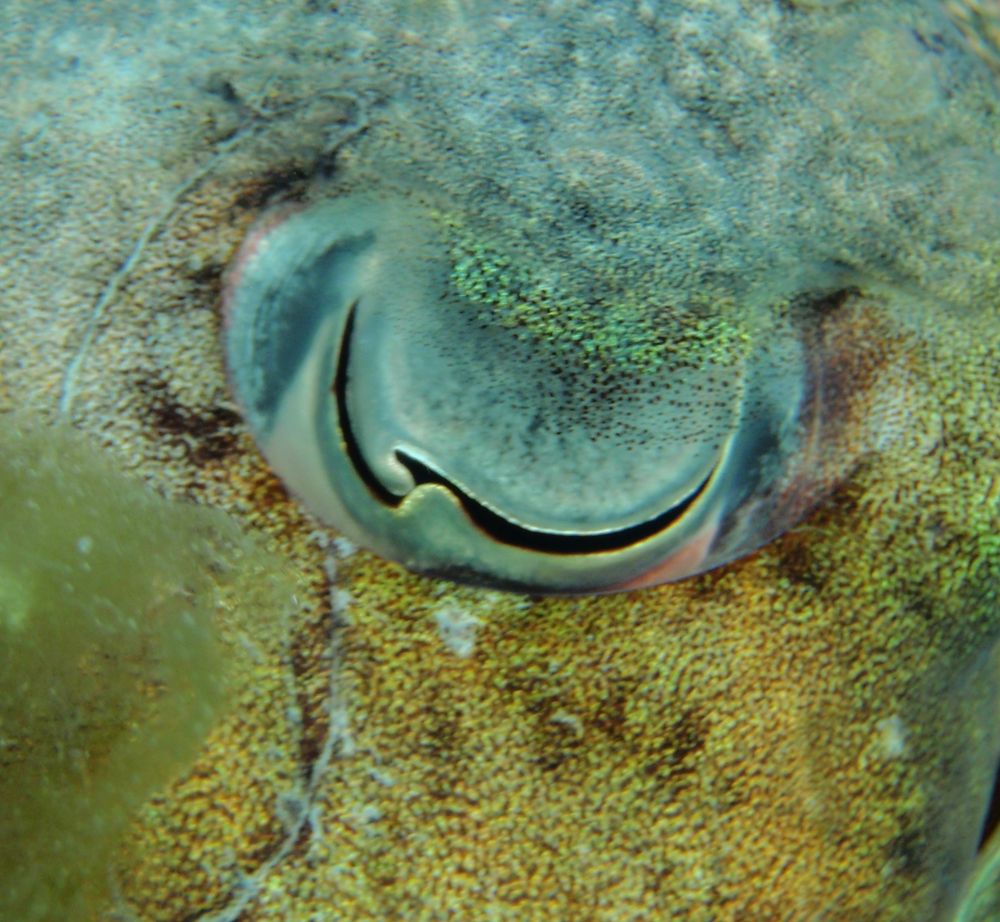 Giant cuttlefish eye