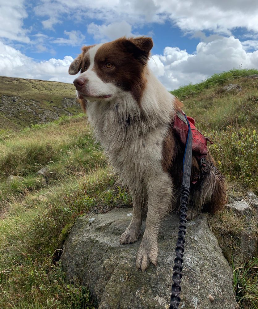 A red tri Australian shepherd dog covered in peat mud, sat on a grey rock with a scattered green moorland surrounding him. White fluffy clouds dot a blue sky overhead.