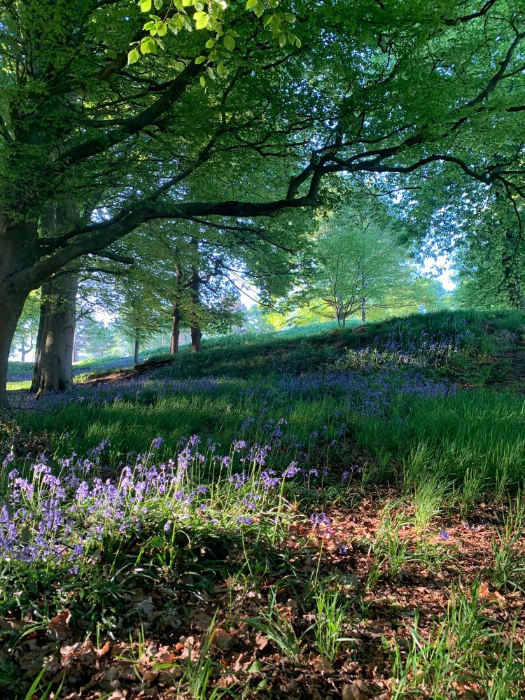 a hill viewed from the base; the sunlit slope is shaded with trees and covered in bluebells.