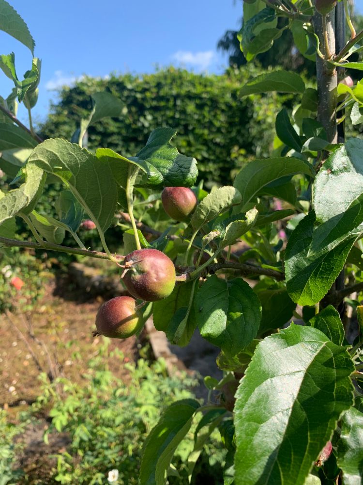 a tree with some kind of fruit, maybe apples? The sky is blue, the leaves are green, it looks nice.