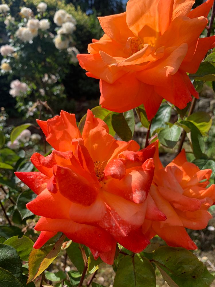 Rich orange roses fade to slightly lighter orange inside.