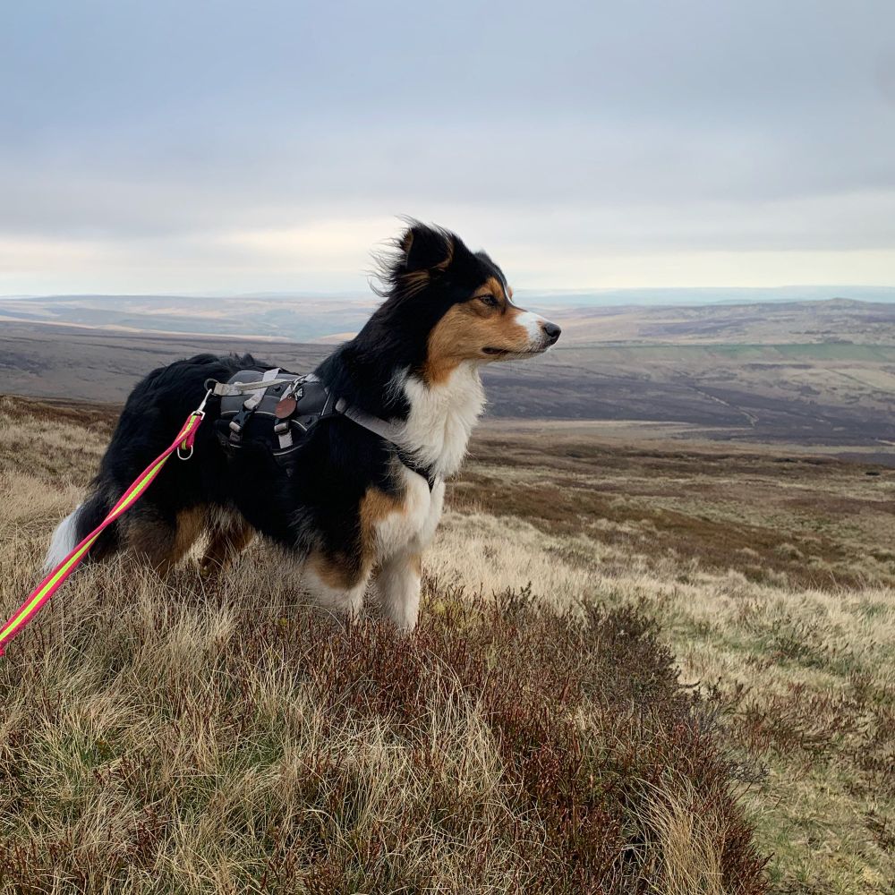 A very beautiful black tri Aussie dog surveys the bleak moorland landscape stretching away. 