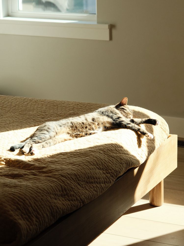 A brown tabby kitten laying in a ray of sunshine at the foot of a bed. 