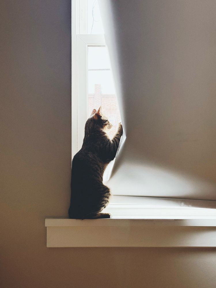 A brown tabby kitten shoving open the bedroom blinds to look outside first thing in the morning. 