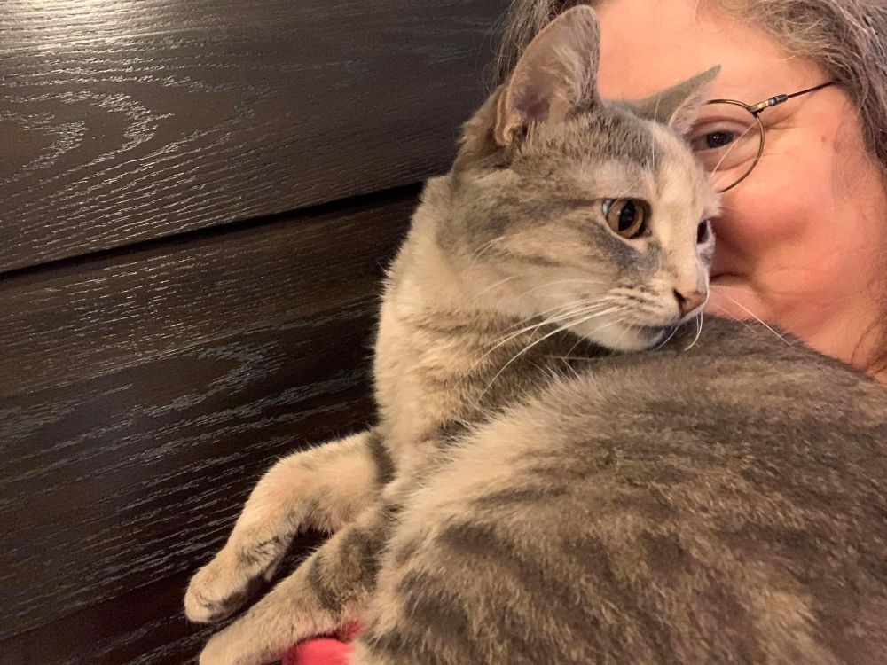 Beautiful kitten looking away from camera, partially obscuring smiling female owner's face
