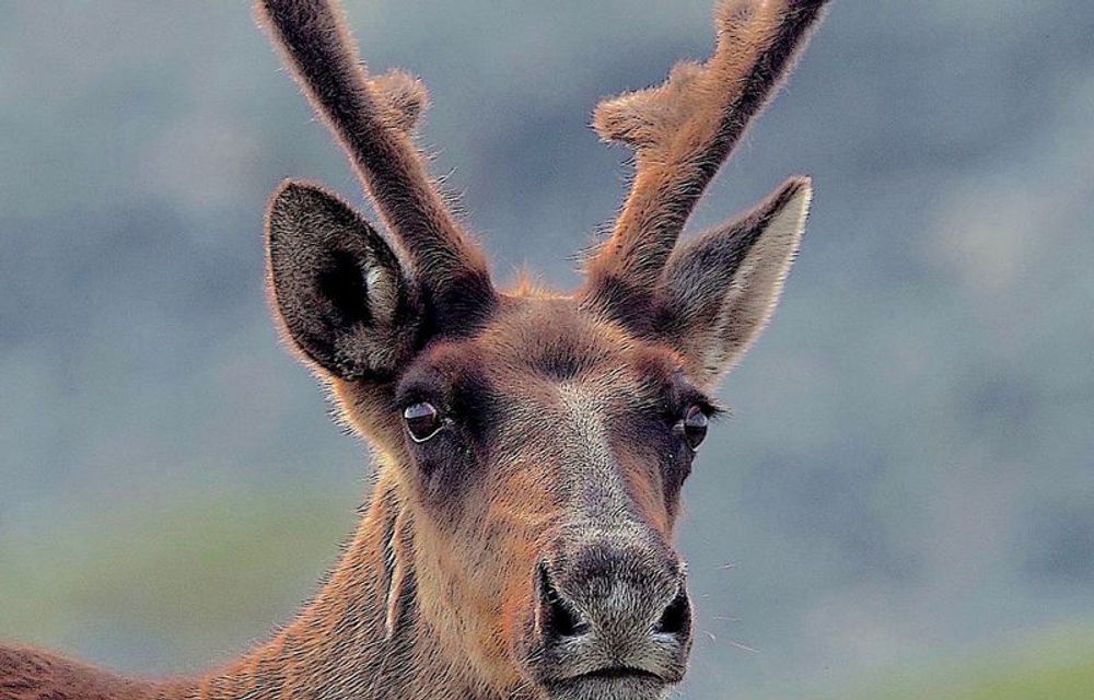 La majorité des caribous de la Gaspésie condamnés à la captivité?