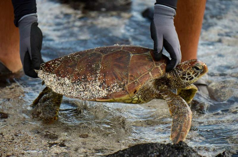 Aux Galapagos, les tortues géantes continuent d'avaler du plastique